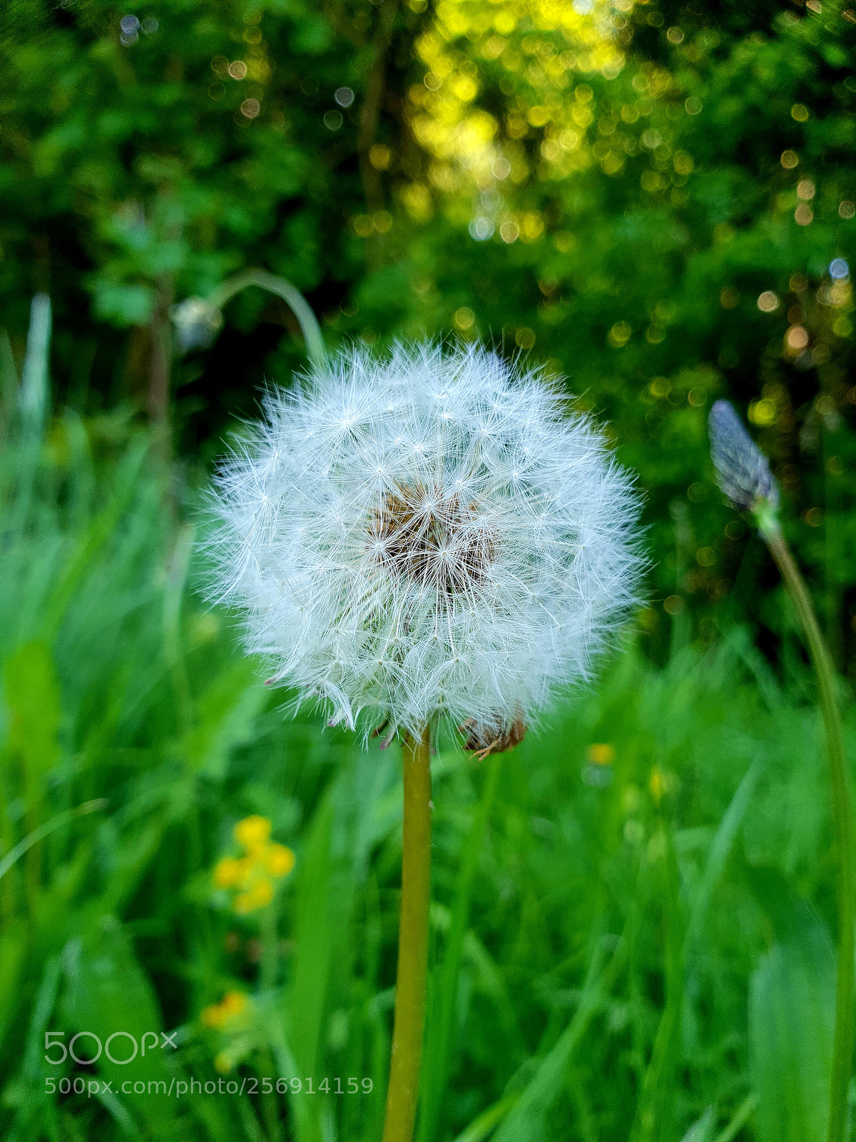 Samsung Galaxy S9 sample photo. Untitled photography