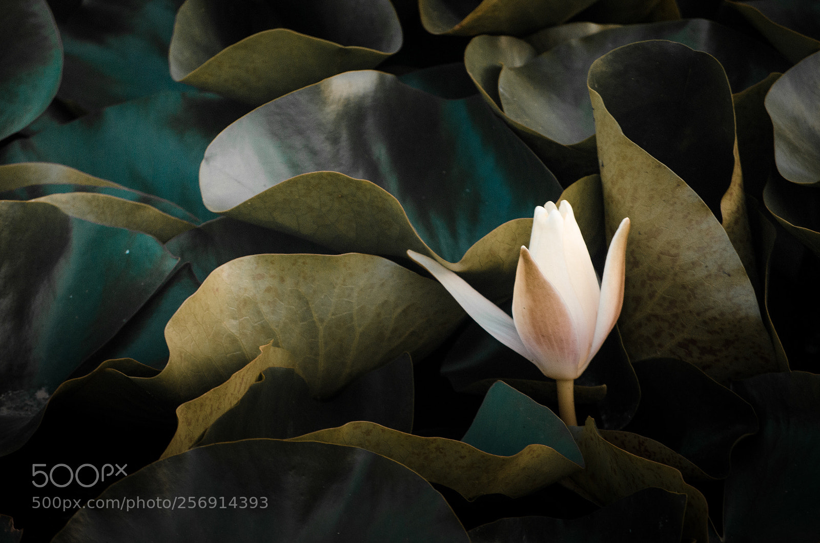 Nikon D5100 sample photo. Botanic garden in adana photography