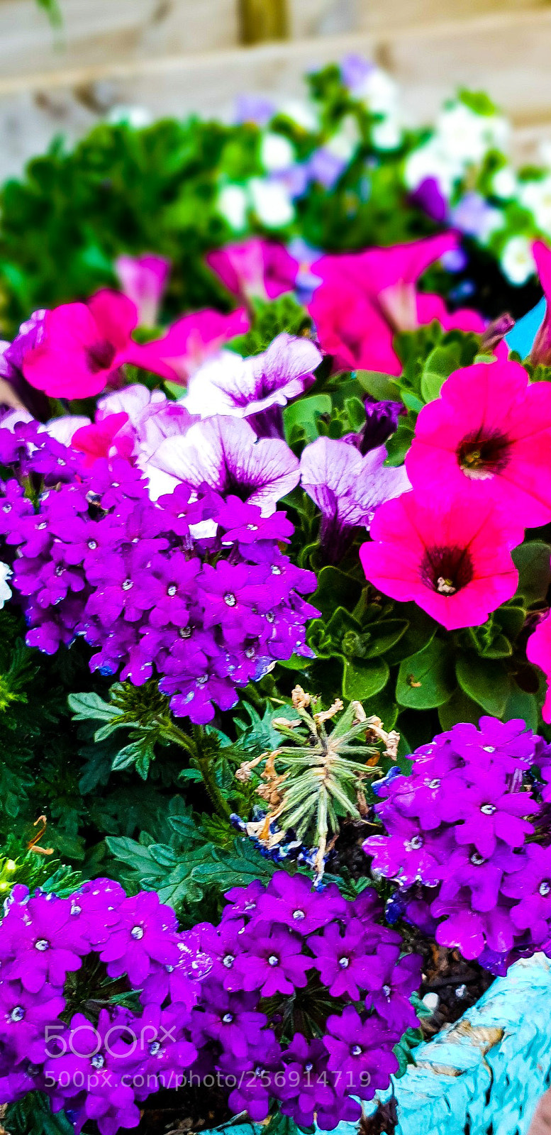 Samsung Galaxy S9 sample photo. Untitled photography