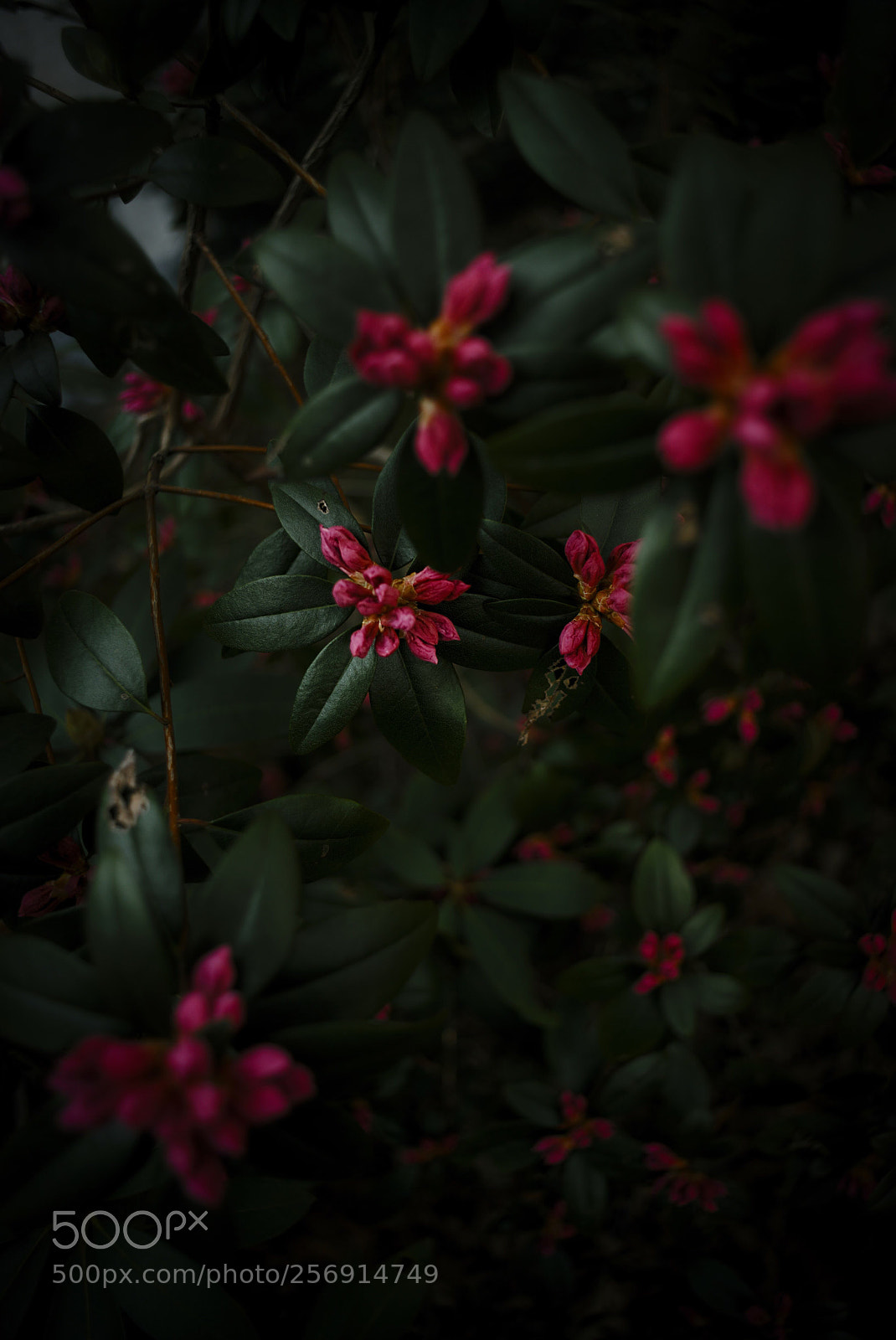 Sony SLT-A99V sample photo. Pinks photography
