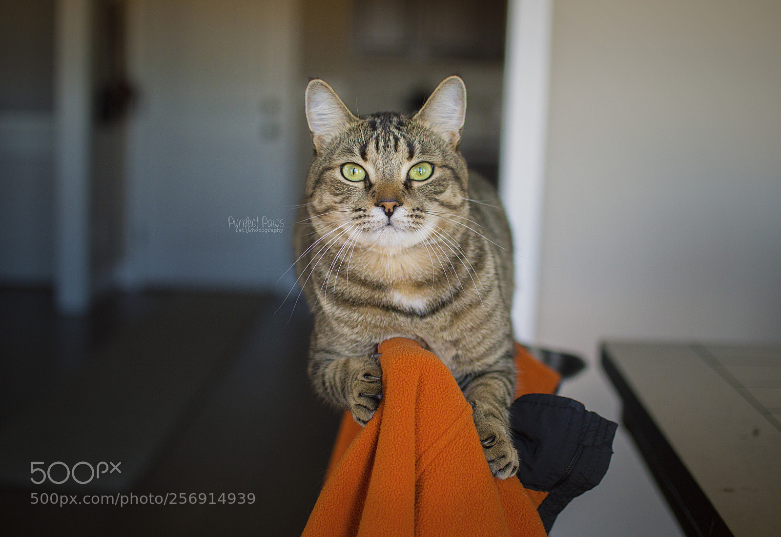 Nikon D3200 sample photo. Leo no fluffs given photography