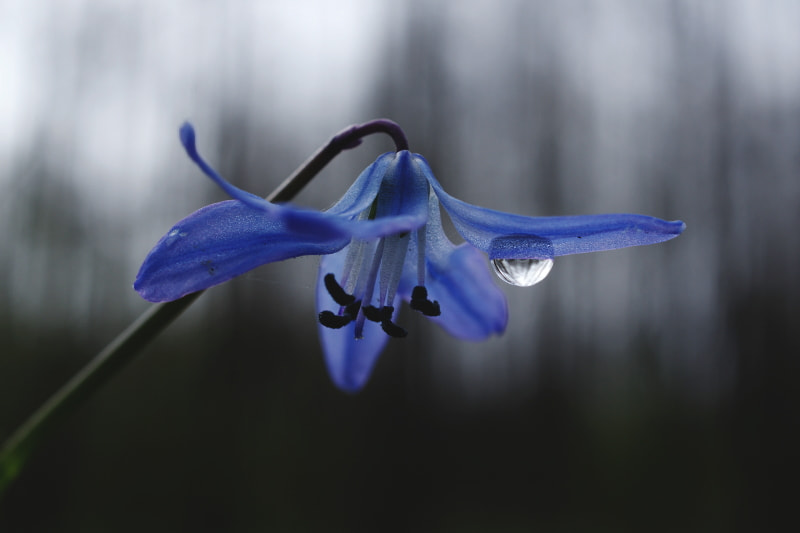 Pentax K-3 II sample photo. Springtime photography