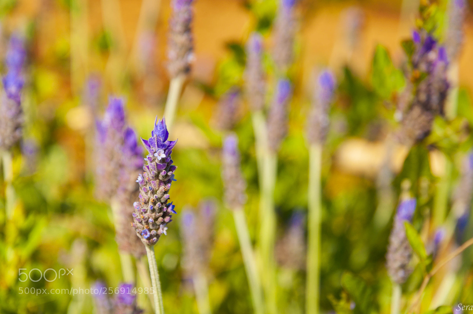 Nikon D90 sample photo. Lavanda en mayo photography