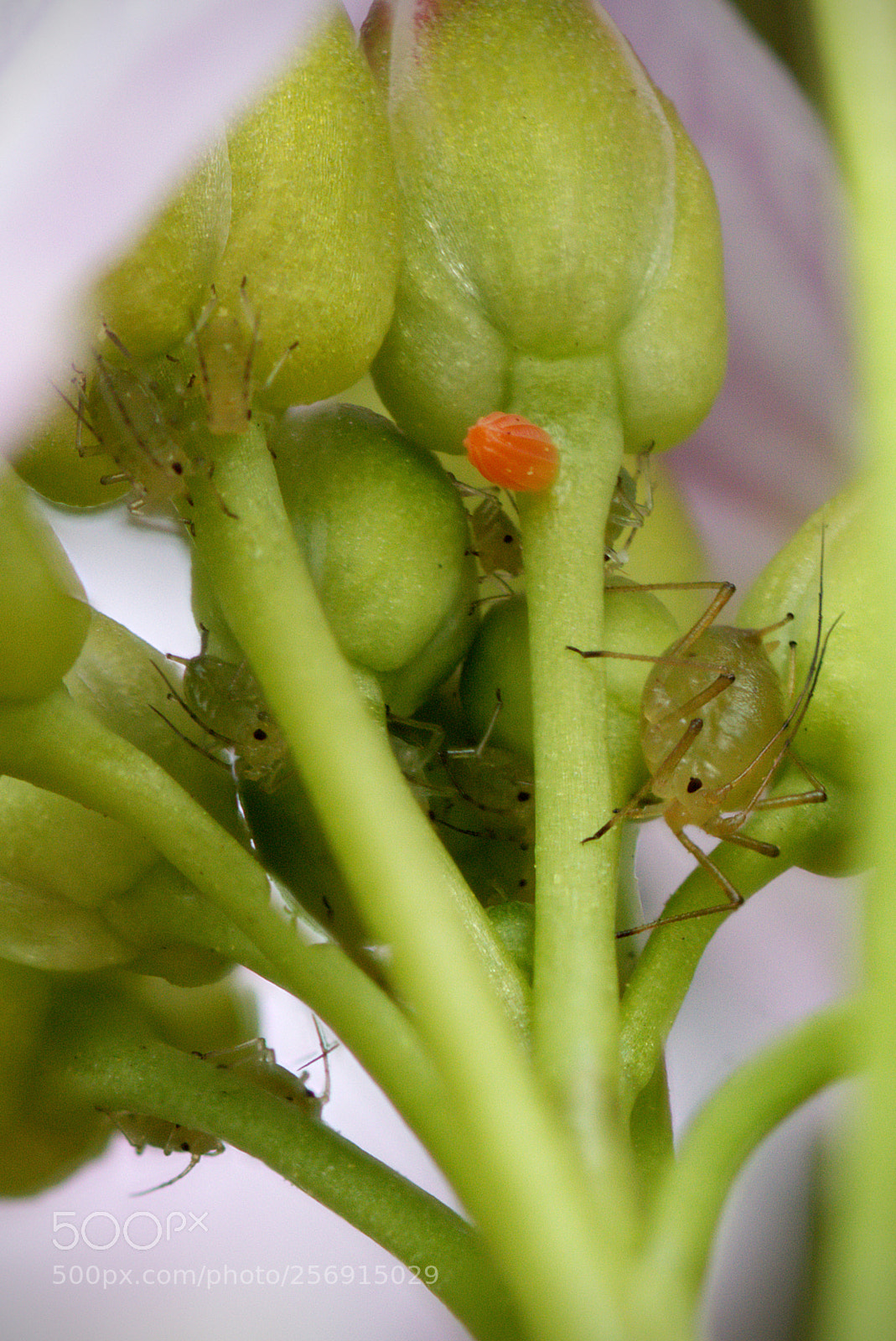Canon EOS 70D sample photo. Green guardians of the photography