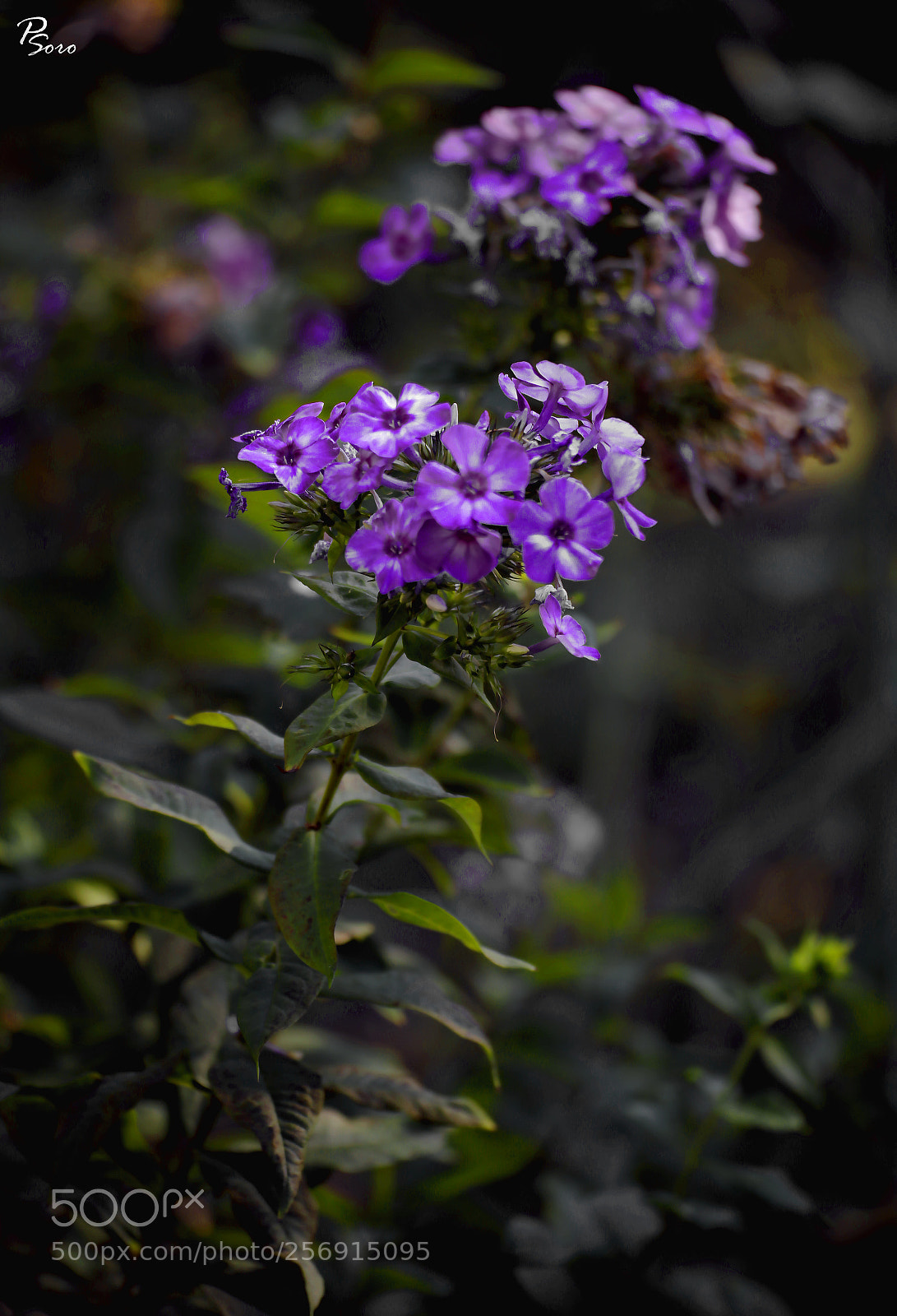 Canon EOS 6D sample photo. Nice colours ... photography
