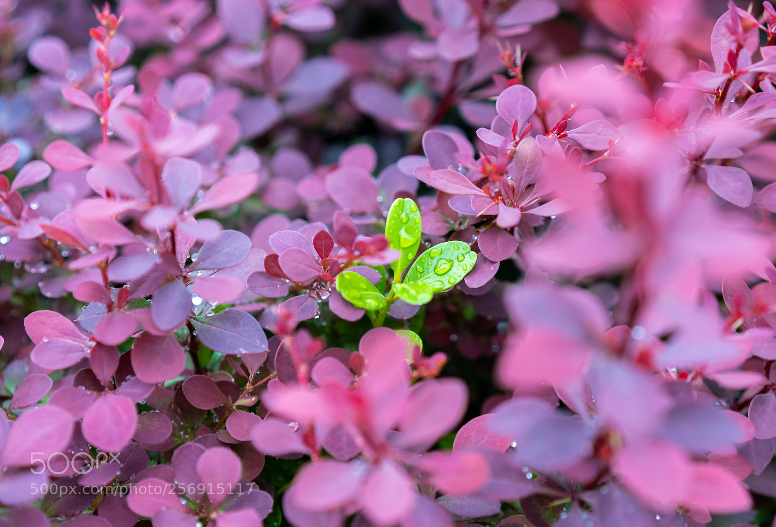 Sony a7R III sample photo. Untitled photography
