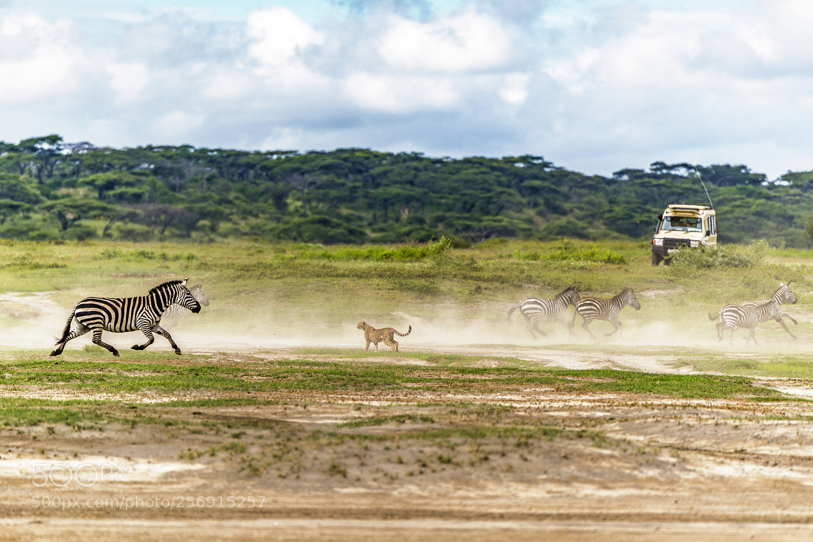 Nikon D850 sample photo. Cheetah amongst the zebra photography