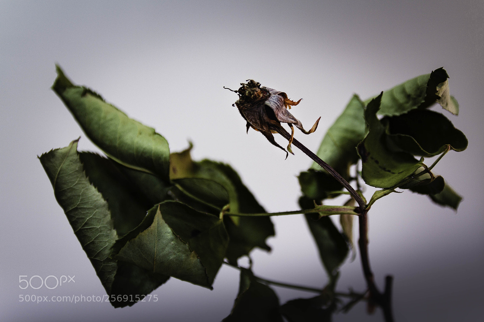 Canon EOS 60D sample photo. Nature morte tst photography