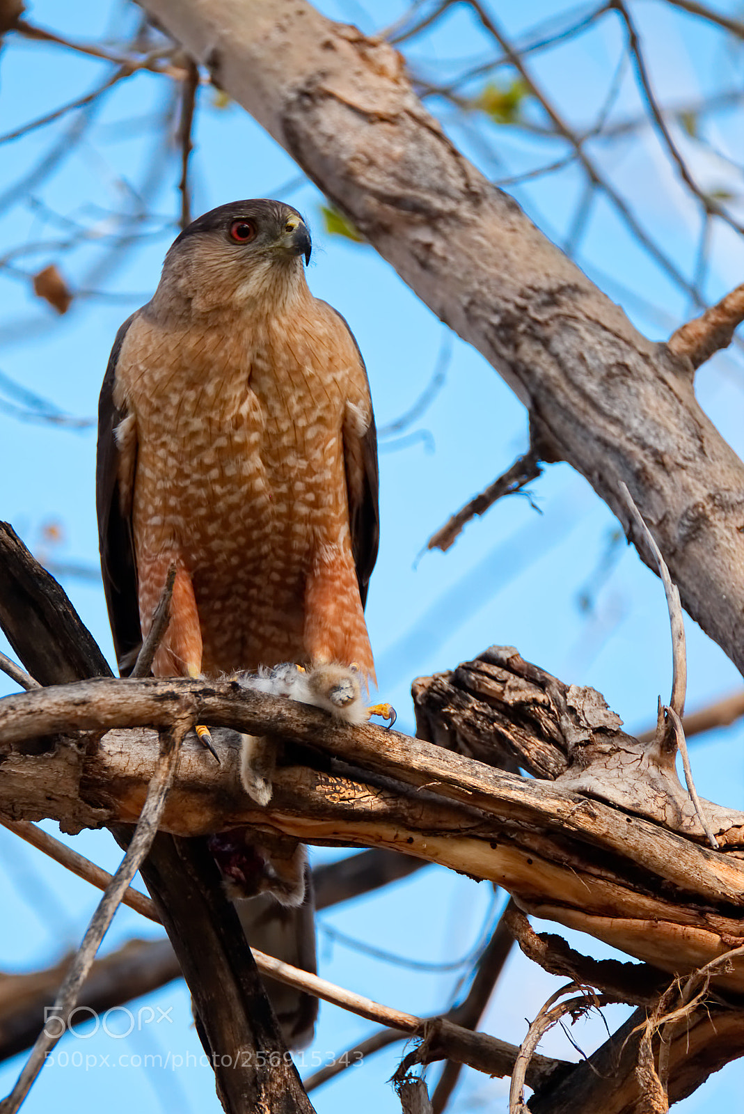 Canon EOS 6D sample photo. Sharp shinned hawk and photography