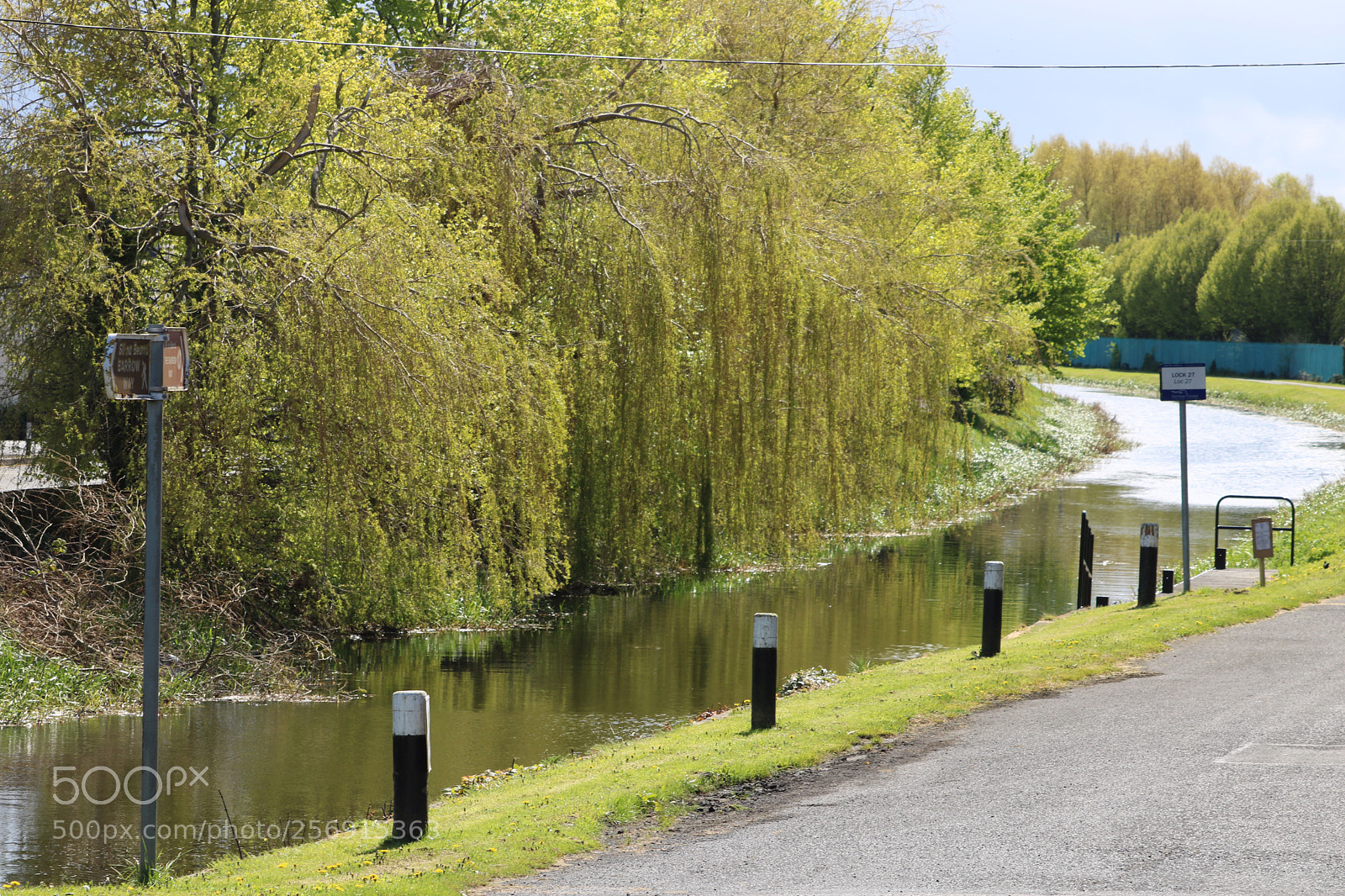 Canon EOS 760D (EOS Rebel T6s / EOS 8000D) sample photo. Weeping willow tree photography