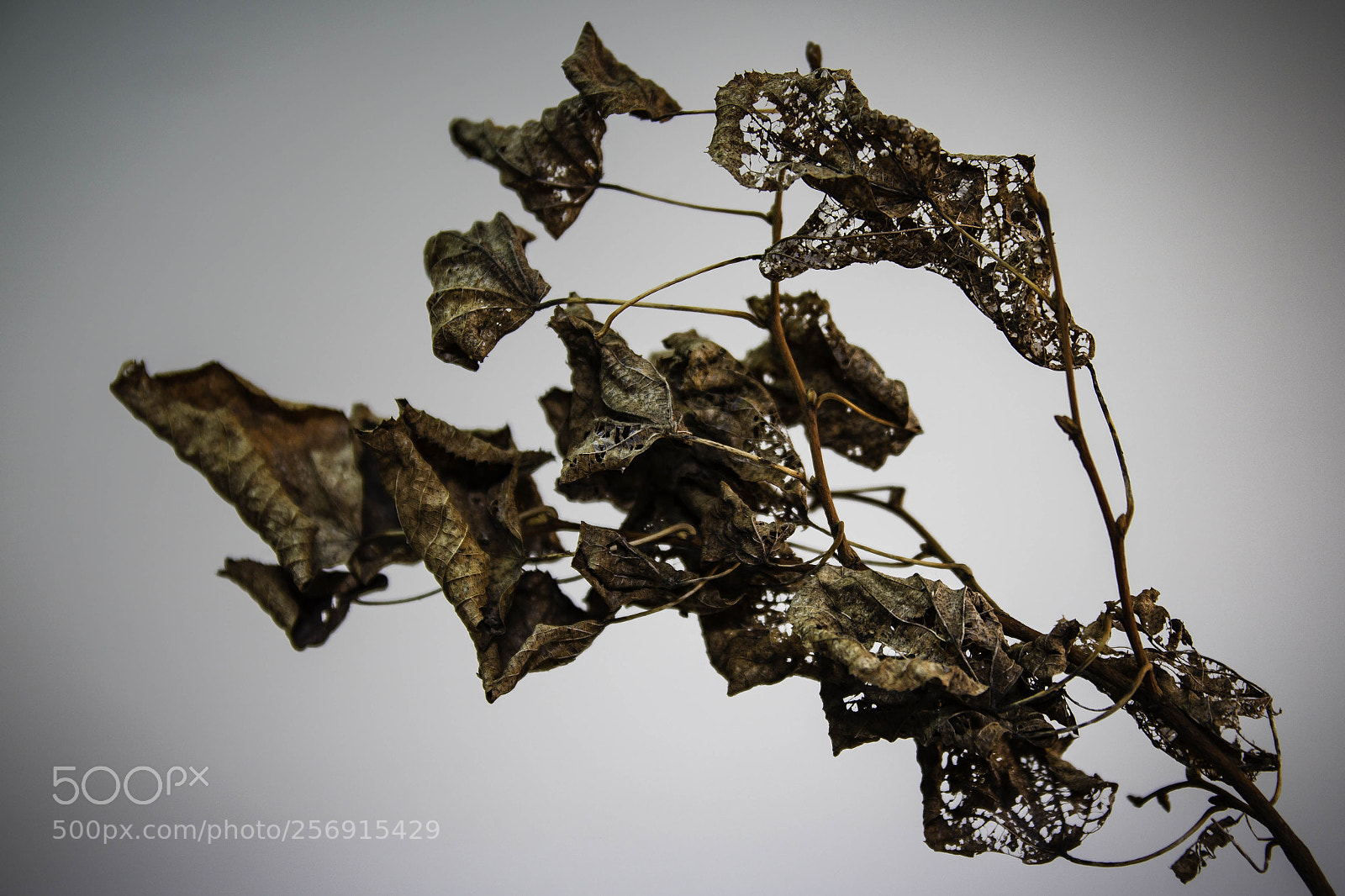 Canon EOS 60D sample photo. Nature morte tst 1 photography