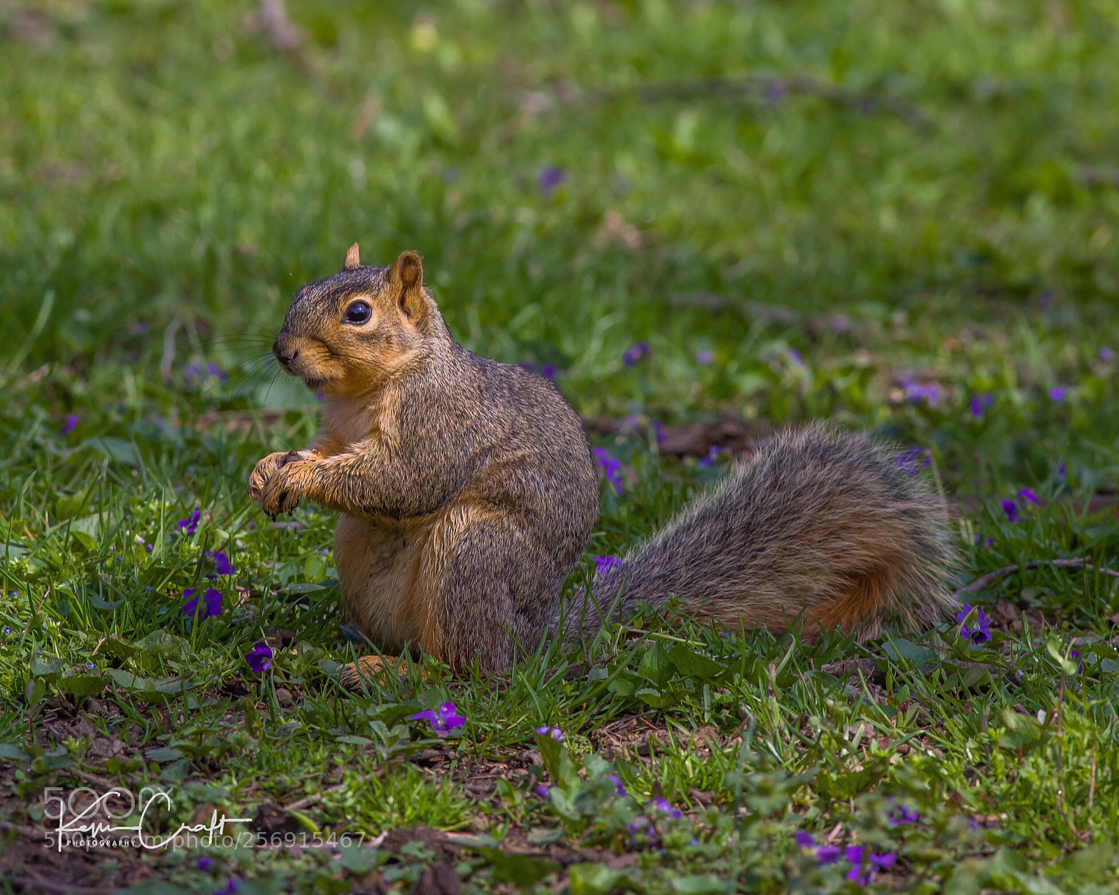 Canon EOS 6D sample photo. Squirrel in spring photography