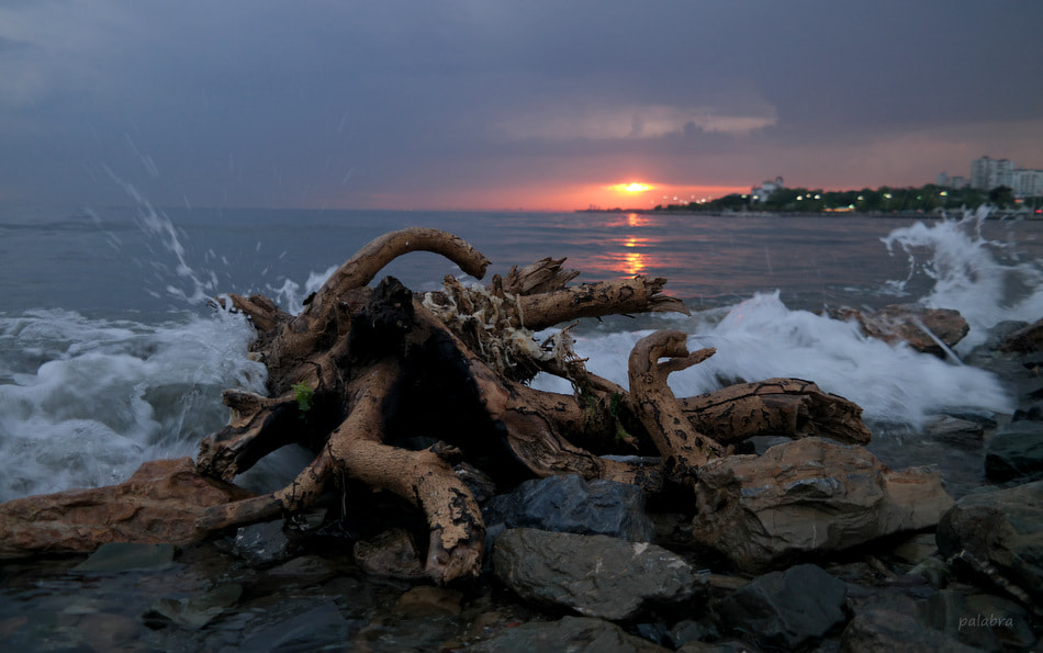 Samsung NX30 sample photo. Octopus tree (3) photography