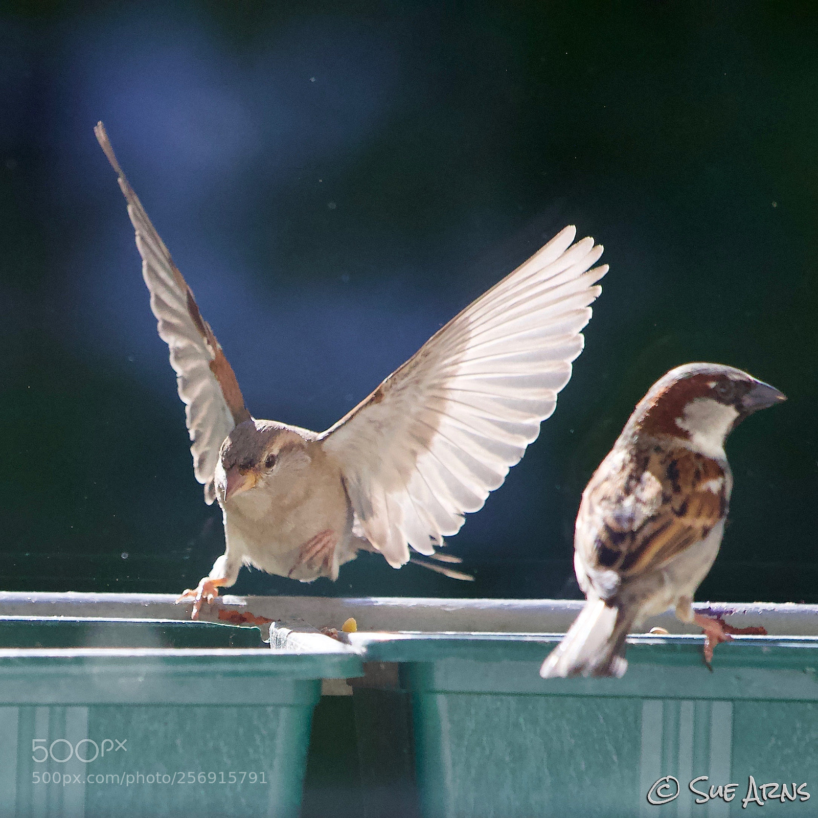 Canon EOS-1D X Mark II sample photo. Landing sparrow photography