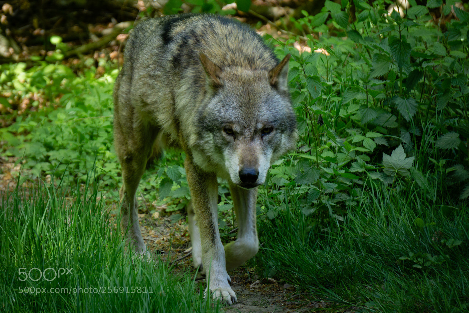 Sony a6000 sample photo. Wolf photography