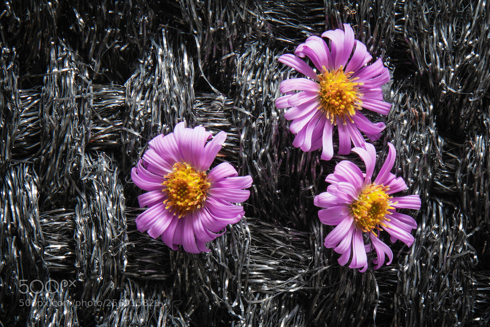 Canon EOS 60D sample photo. Brins de douceur dans photography