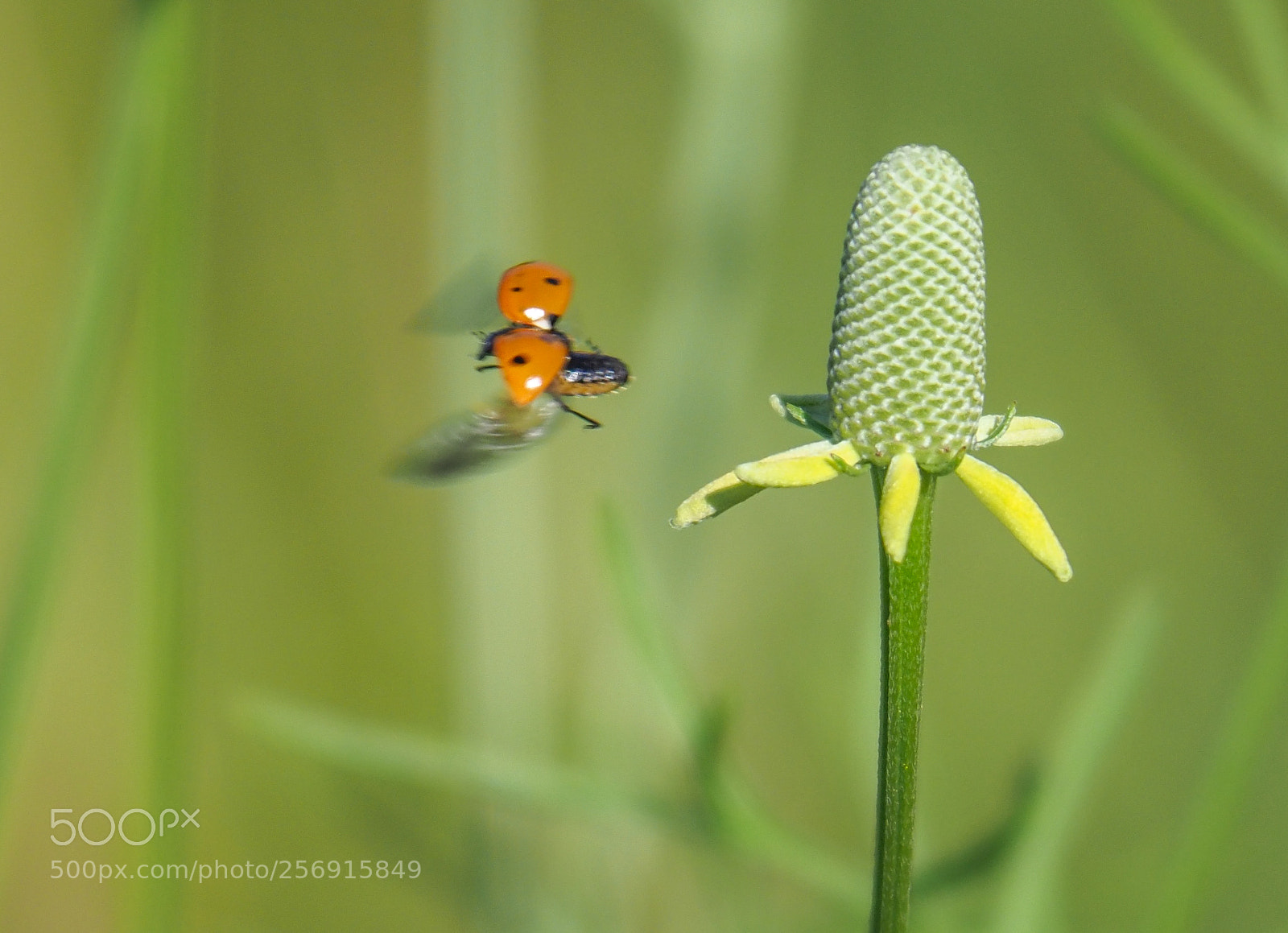 Olympus OM-D E-M1 Mark II sample photo. Ladybug photography