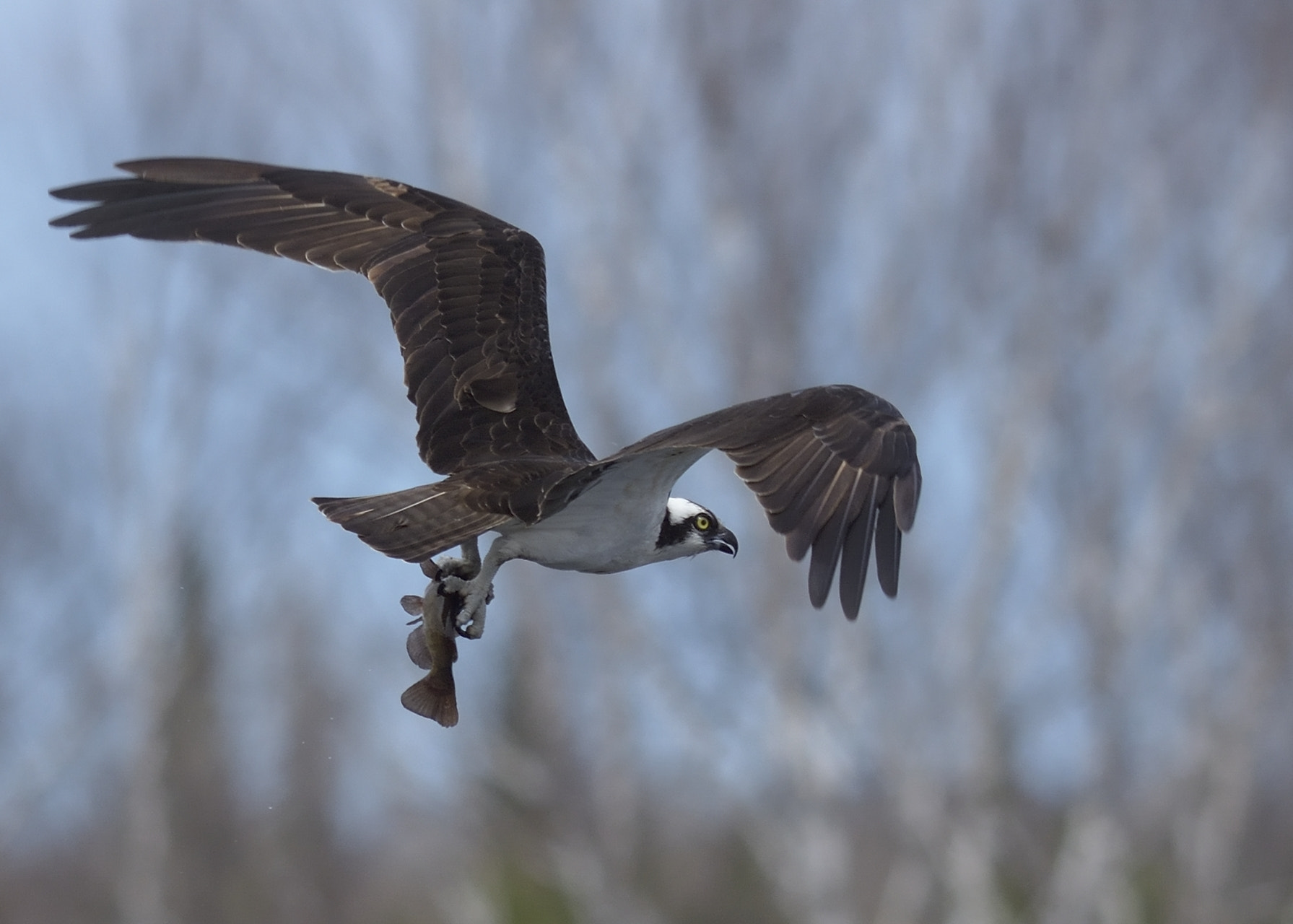 Nikon AF-S Nikkor 300mm F4D ED-IF sample photo. Nikon d7200 photography