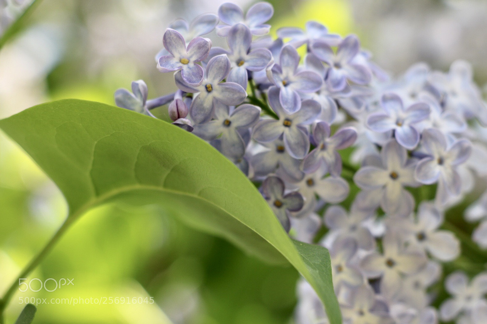 Canon EOS 750D (EOS Rebel T6i / EOS Kiss X8i) sample photo. Untitled photography