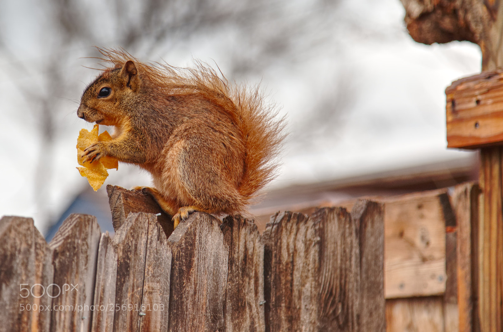 Canon EOS 6D sample photo. Squirrel chips photography