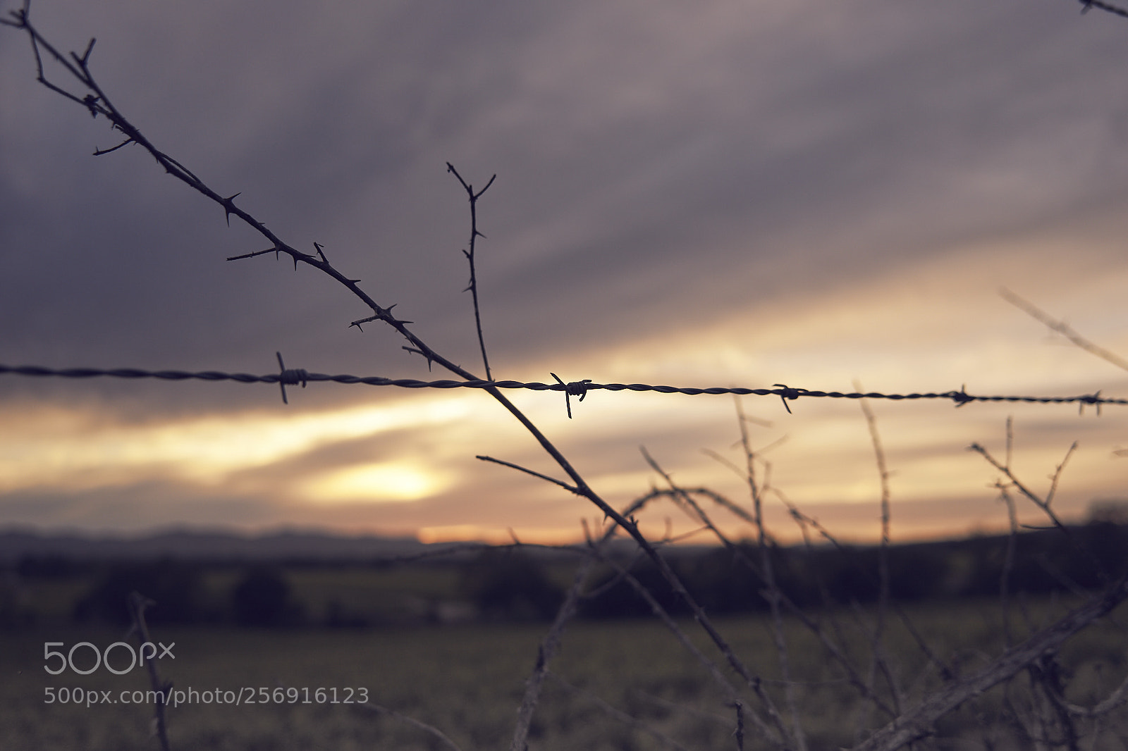 Sony a7 II sample photo. Barbed photography