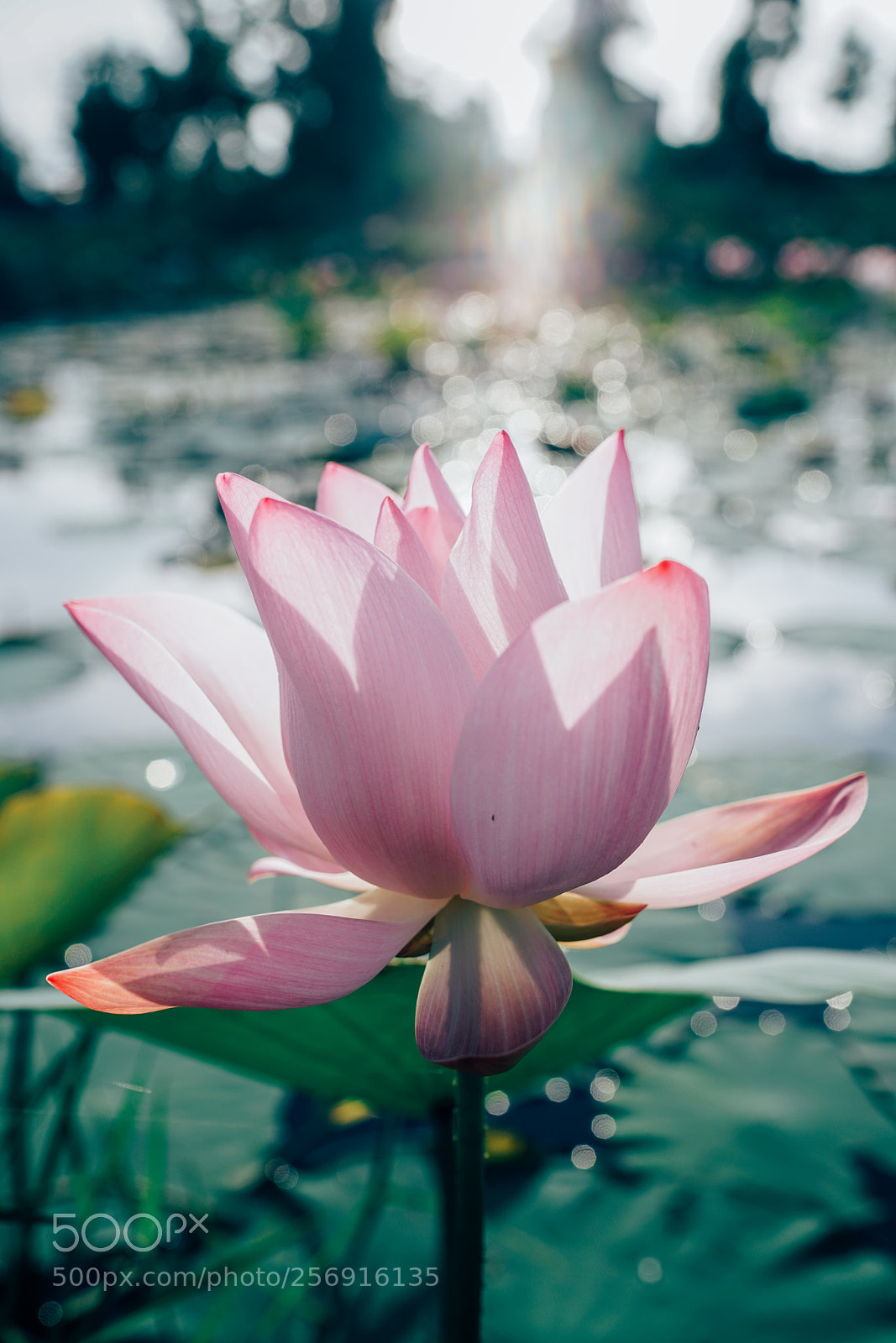 Sony a7R II sample photo. Lotus photography