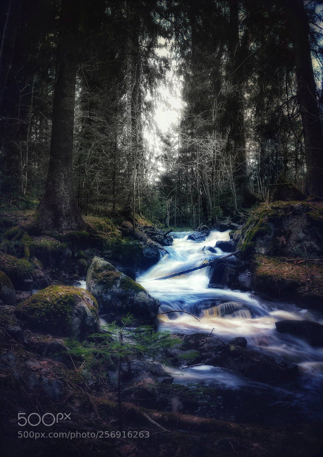 Olympus OM-D E-M1 sample photo. Mossy forest stream photography