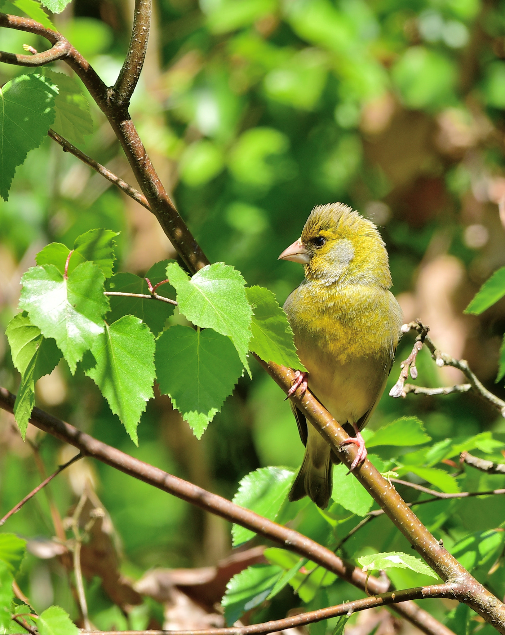 Nikon AF-S Nikkor 500mm F4G ED VR sample photo. Groenling photography