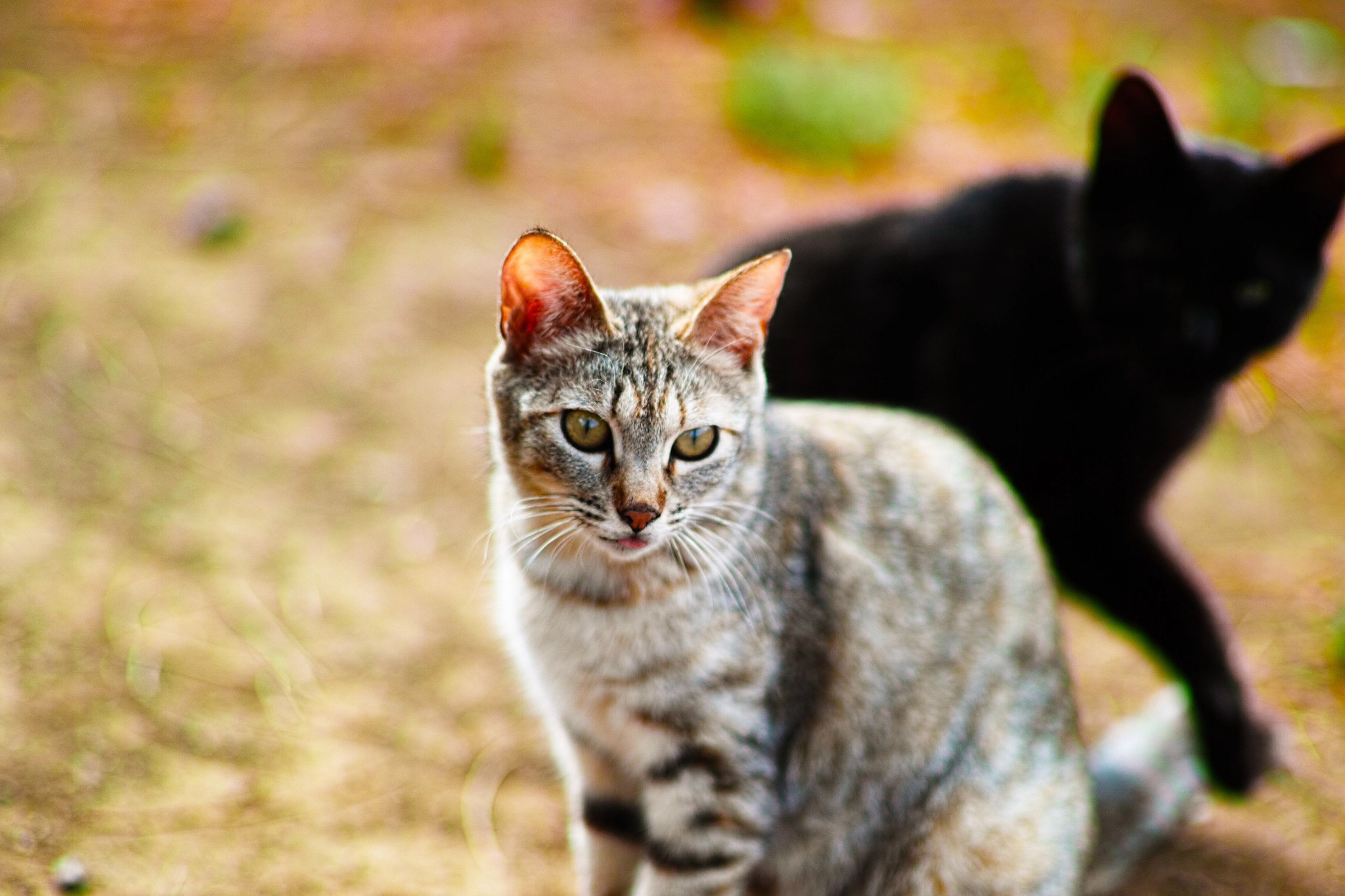 Sigma SD1 Merrill + Sigma 85mm F1.4 EX DG HSM sample photo. Cat every day photography