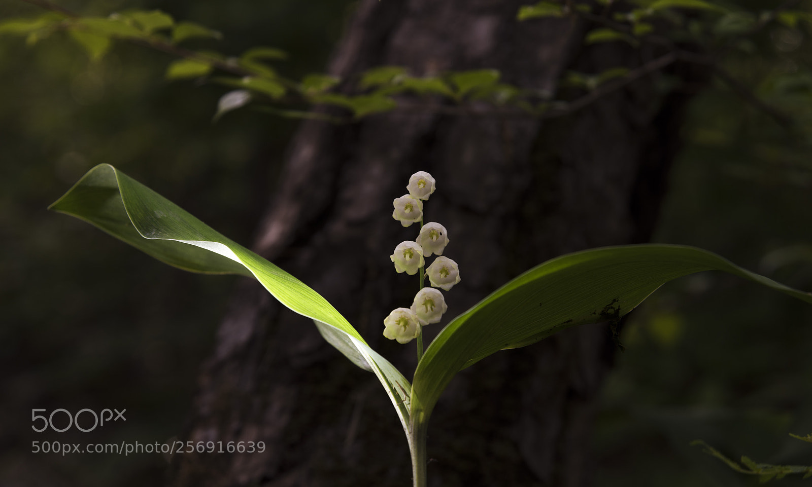 Nikon D810 sample photo. Lily of the valley photography
