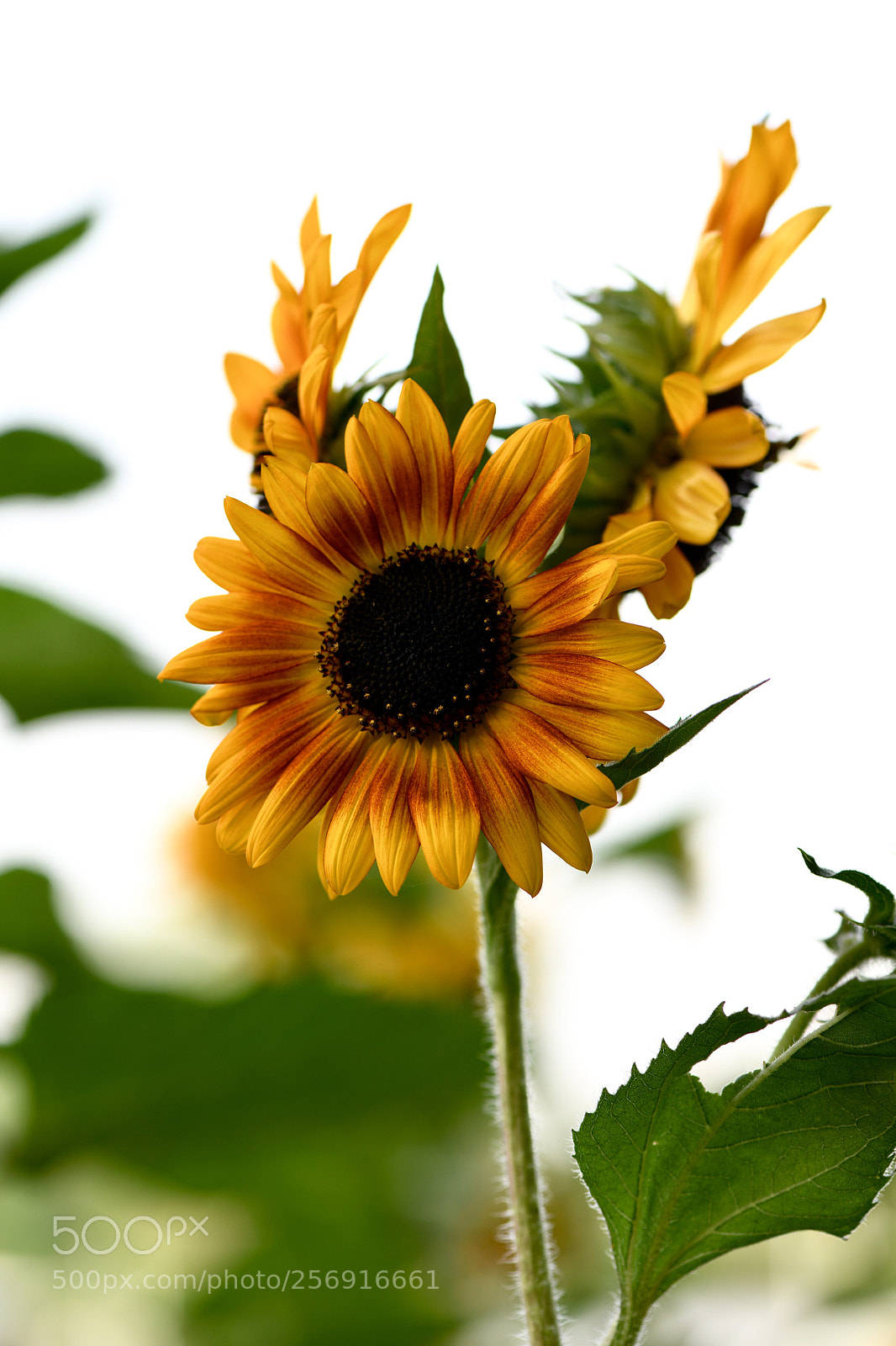 Nikon D850 sample photo. Colours are the most photography