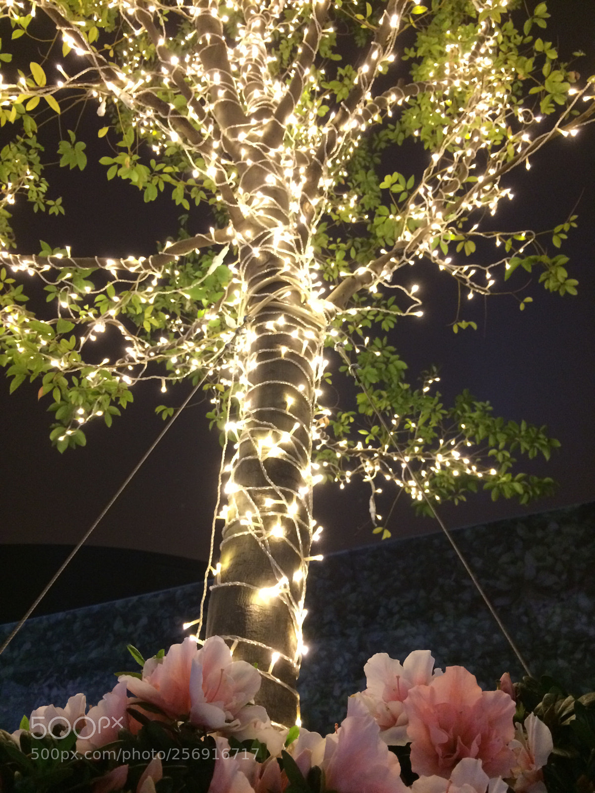 Apple iPhone 5s sample photo. Night of ?  flowers photography