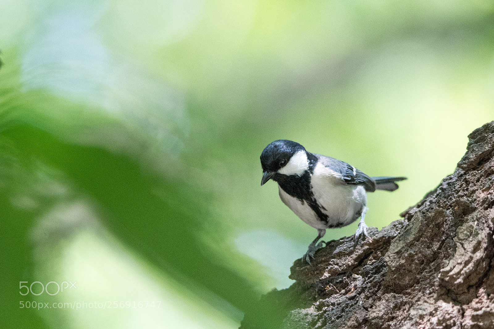 Nikon D500 sample photo. Cinereous tit photography