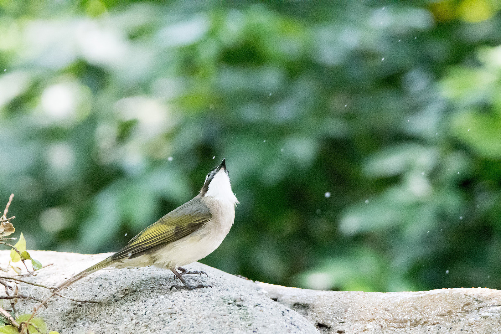 Nikon D500 sample photo. Chinese bulbul showering in photography
