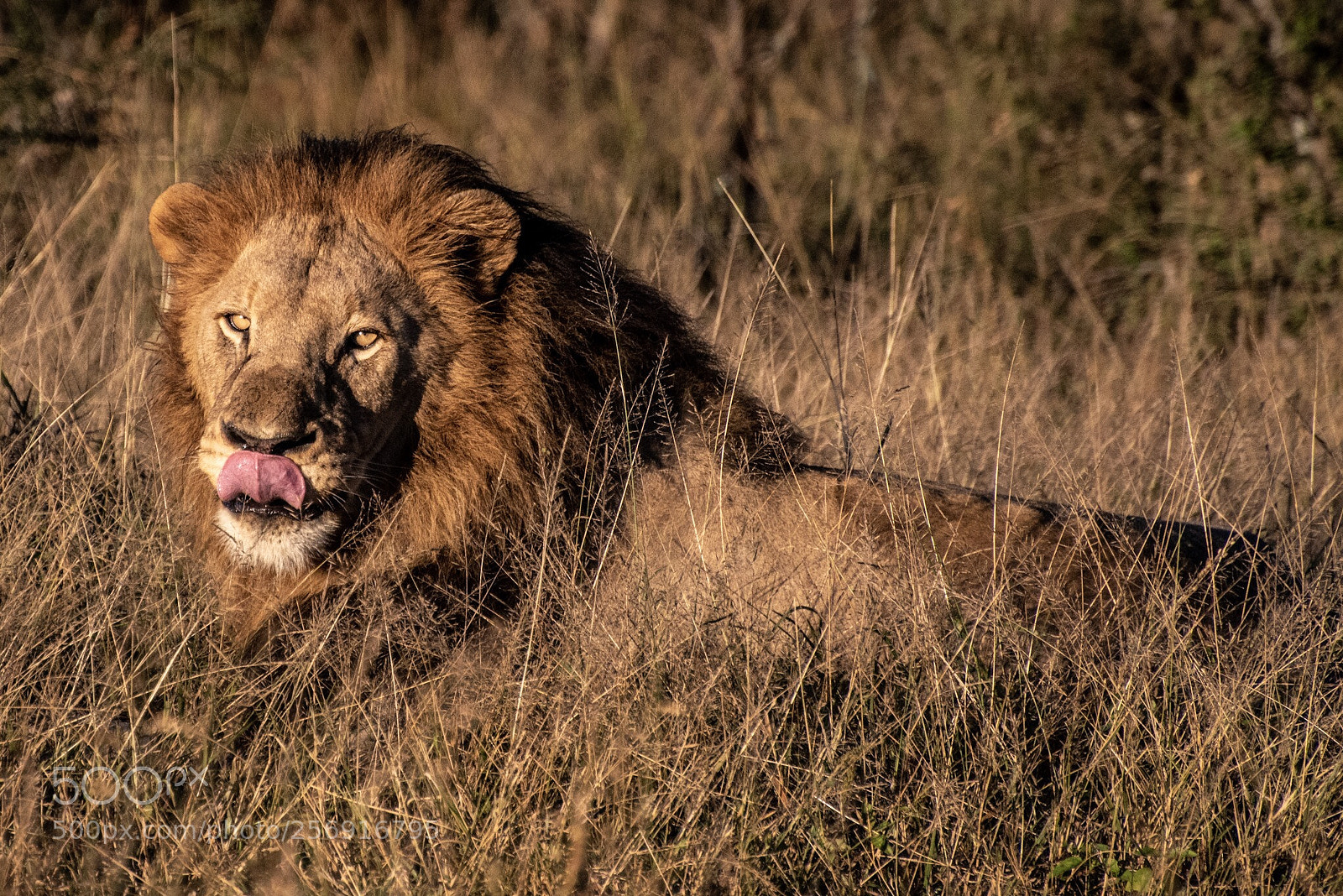 Nikon D750 sample photo. The king photography