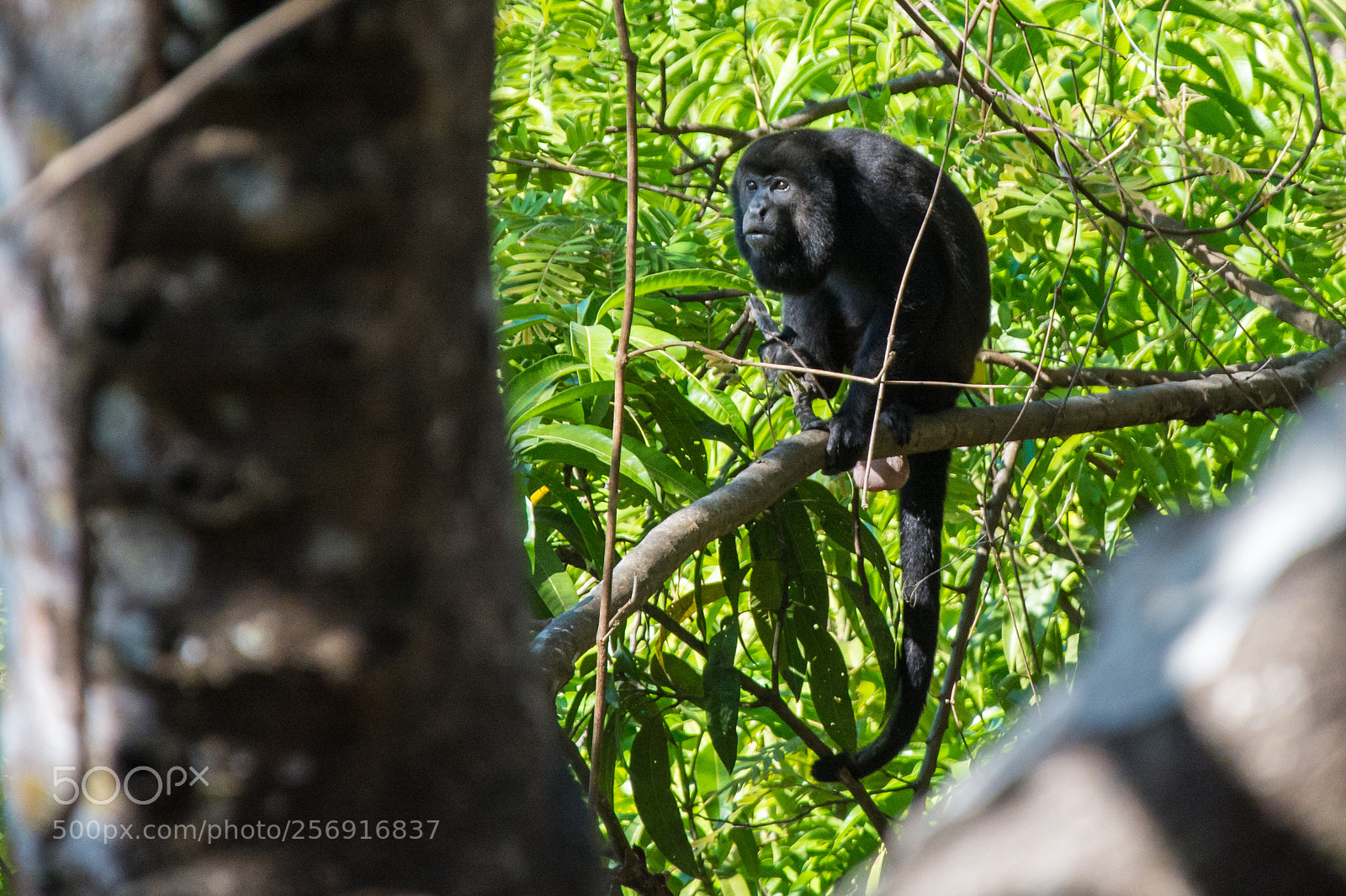 Nikon D7100 sample photo. Mono congo photography