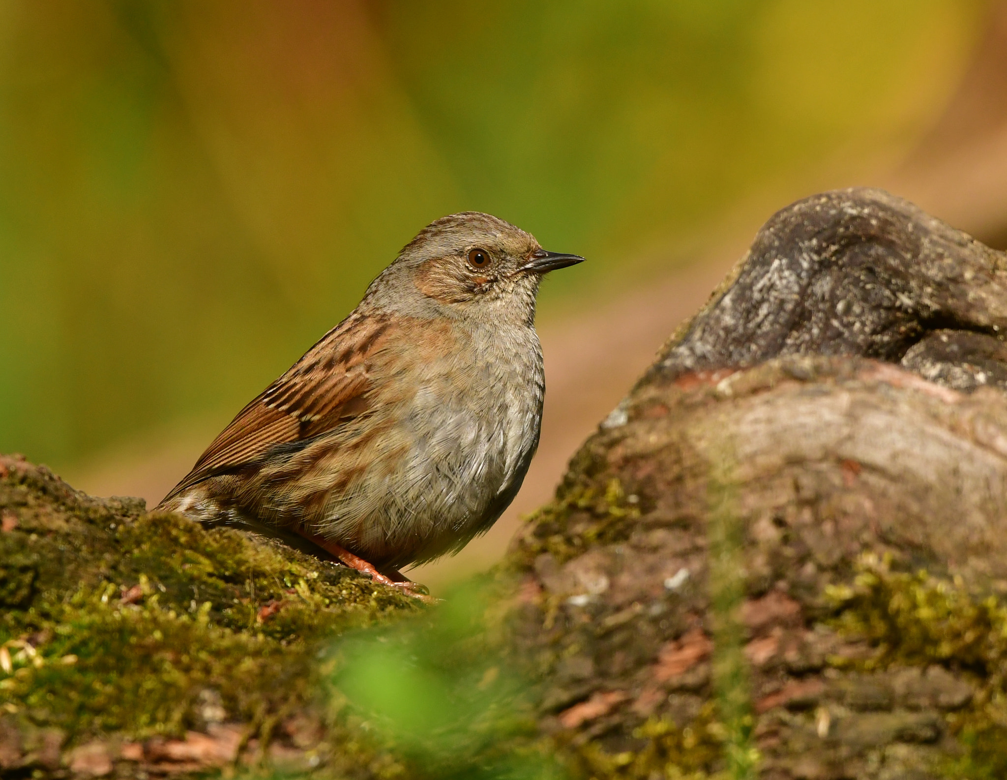 Nikon D500 + Nikon AF-S Nikkor 500mm F4G ED VR sample photo. Heggenmus photography