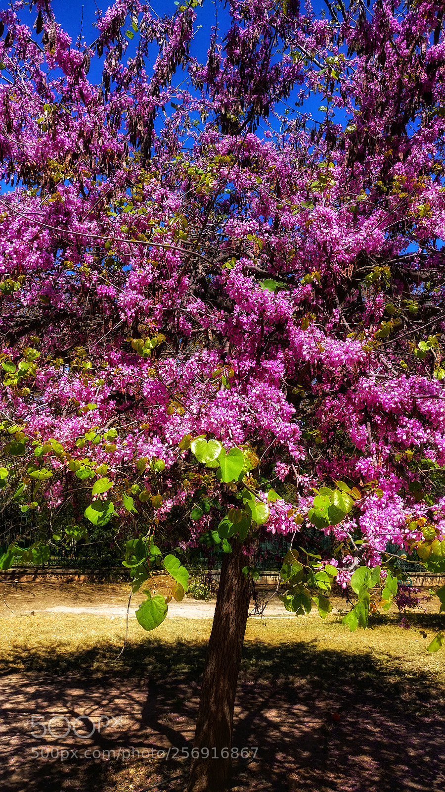 OnePlus A3003 sample photo. Lilac ??? photography