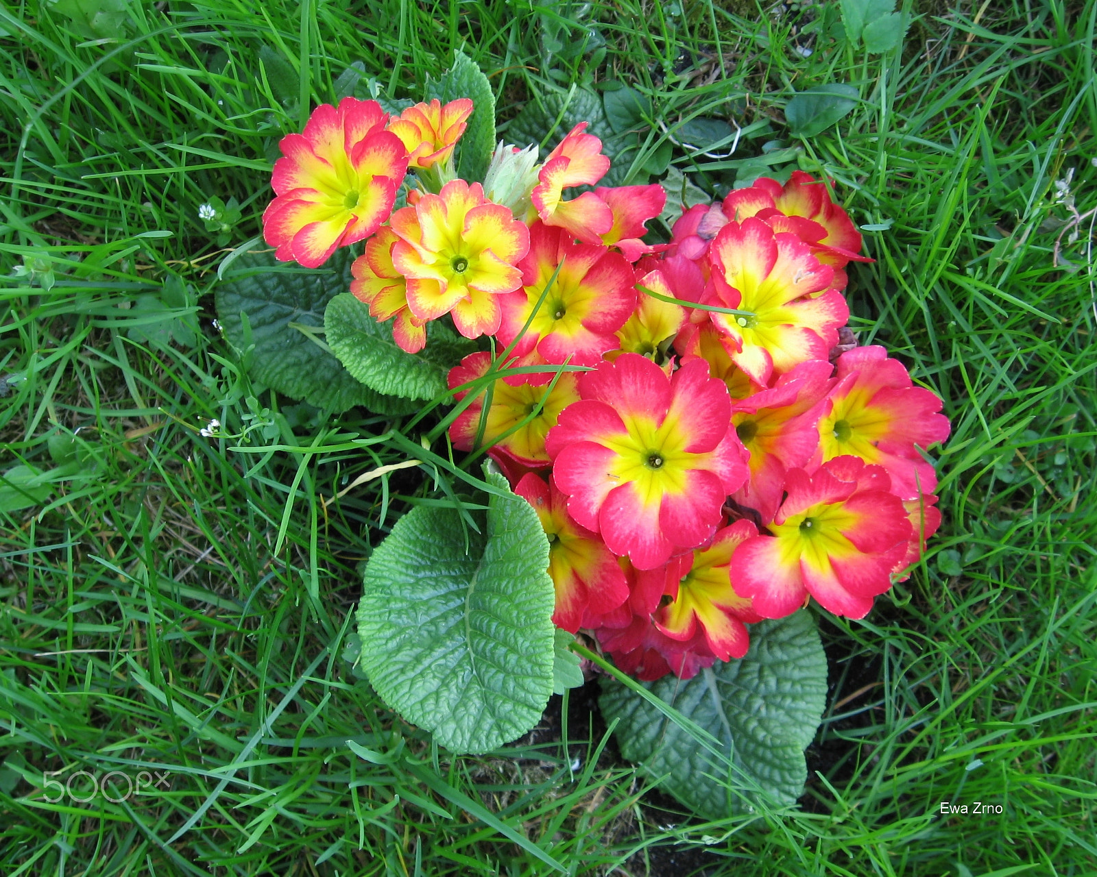 Canon POWERSHOT A540 sample photo. Red primrose. photography