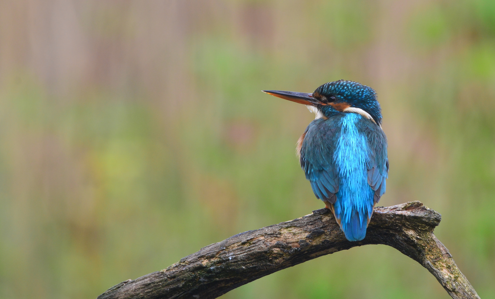 Nikon AF-S Nikkor 500mm F4G ED VR sample photo. Ijsvogel photography