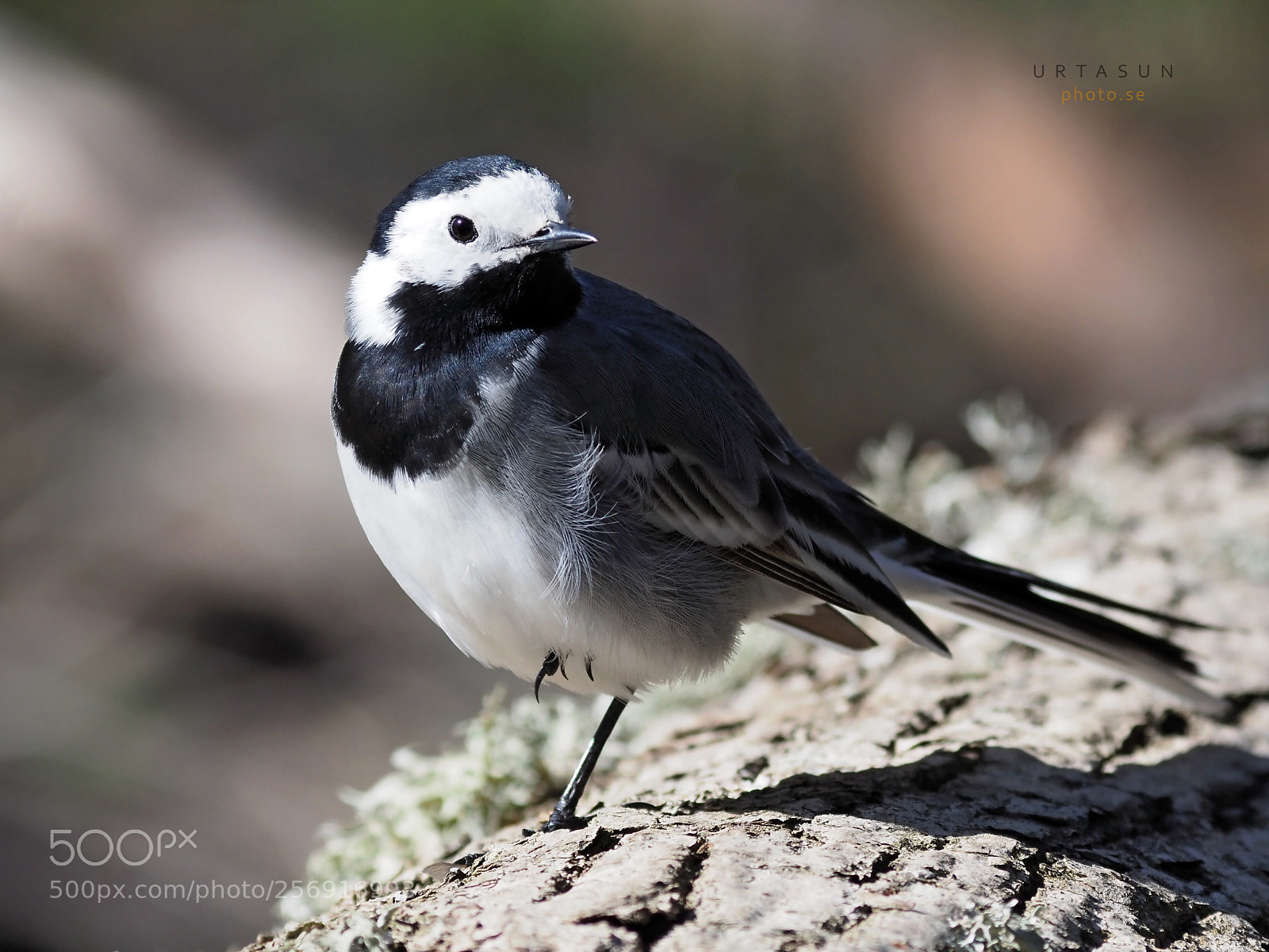 Olympus OM-D E-M1 Mark II sample photo. Wagtail photography