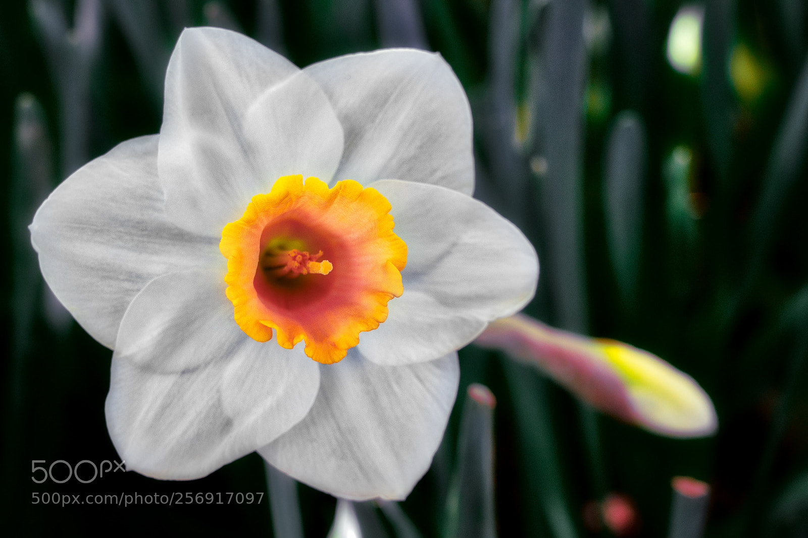 Sony a7R II sample photo. Blooming photography
