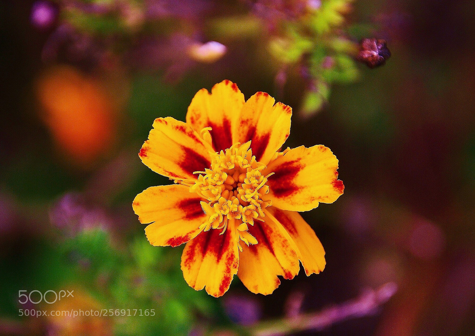 Nikon D7000 sample photo. Cosmos sulphureus photography