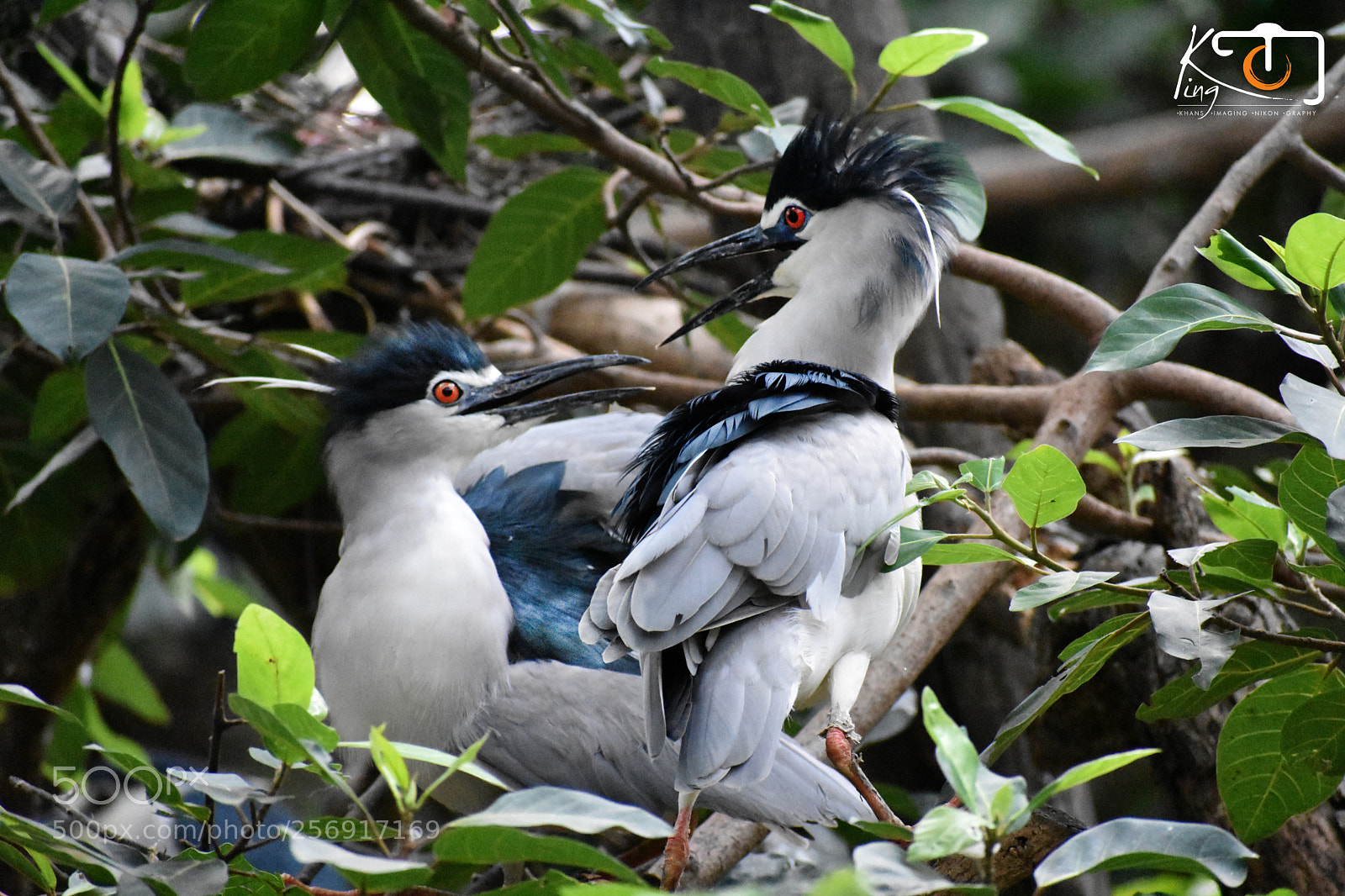 Nikon D3400 sample photo. Bird photography