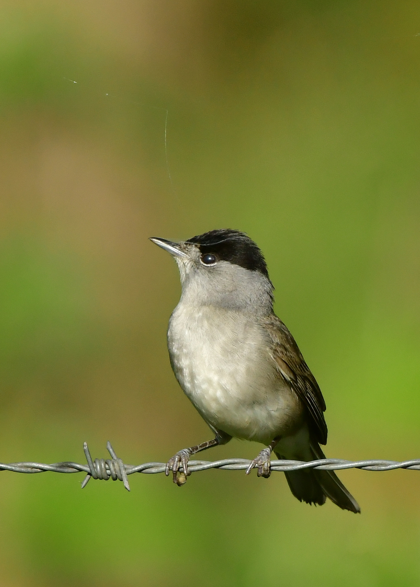 Nikon AF-S Nikkor 500mm F4G ED VR sample photo. Zwartkop photography