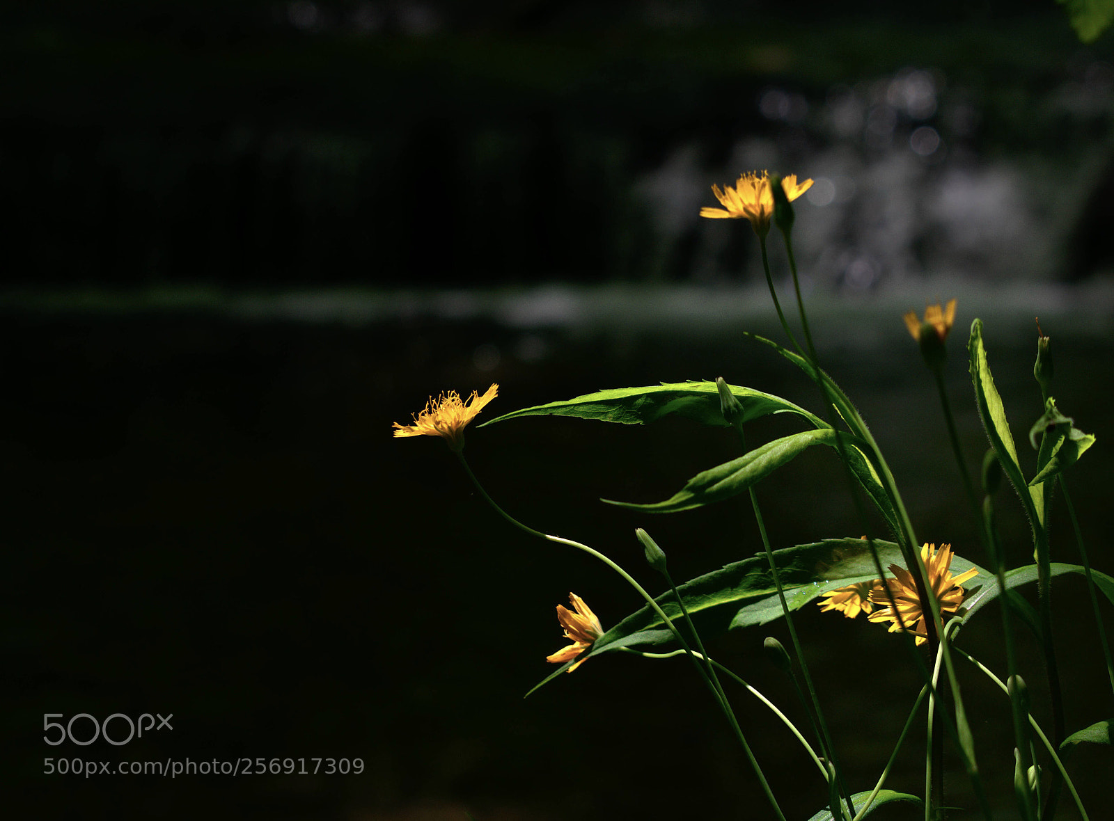 Nikon D3400 sample photo. Reaching for light photography