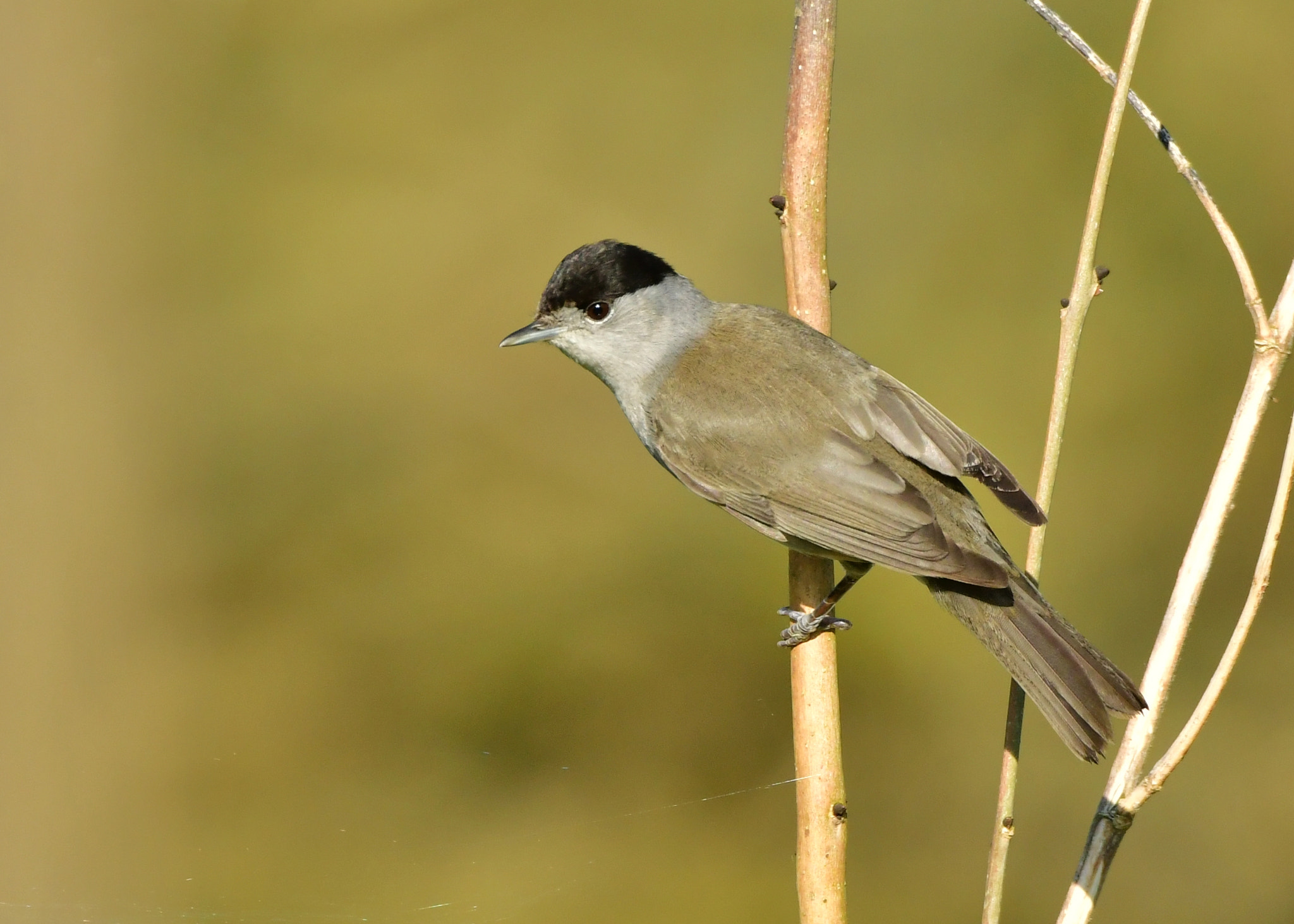 Nikon AF-S Nikkor 500mm F4G ED VR sample photo. Zwartkop photography