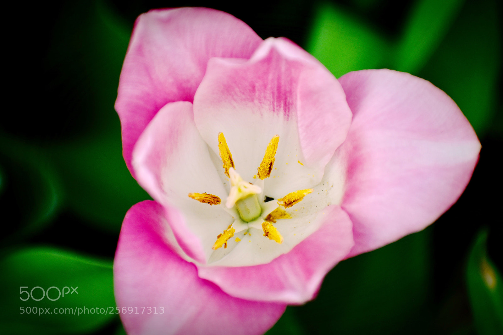 Nikon D5500 sample photo. Beauty photography