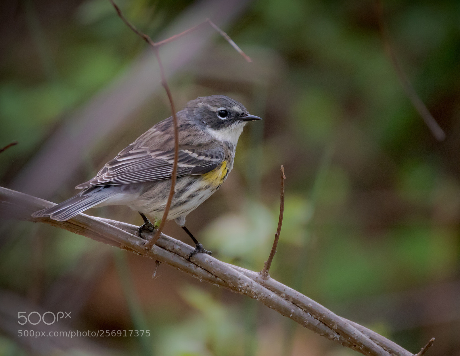 Canon EOS 7D Mark II sample photo. Yellow-rumped warbler photography