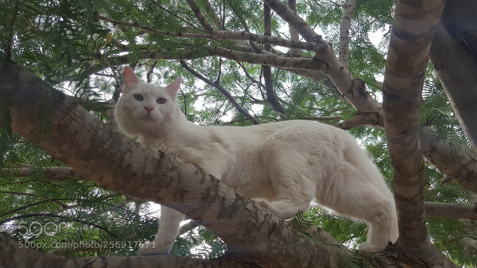 Samsung Galaxy Note5 sample photo. Untitled photography